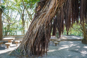 Obraz premium A majestic tropical tree all intertwined with roots.