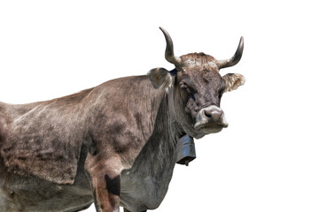 Tyrolese grey cow with a bell isolated on white background