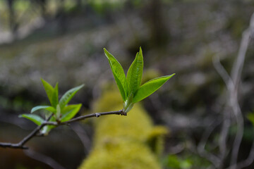 small tree branches in spring on neutral blur background. abstract with fresh green leaves. Spring macro photography