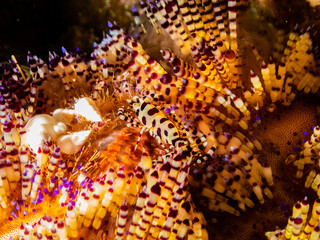 Ocean life of the philippines