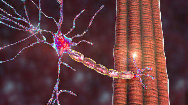 Motor neuron connecting to muscle fiber, 3D illustration