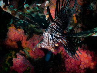 Ocean life of the philippines