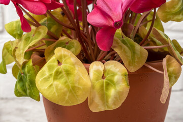 Yellow leaves on a cyclamen plant, closeup. Mistake people make with indoor plant care and growing houseplants