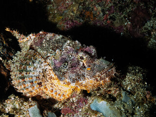 Ocean life of the philippines