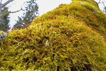 Close-up of green moss with red bristles on a tree trunk. Looking up at the sky.