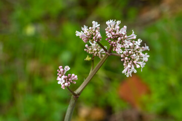 Fototapeta premium Pink flowers of valerian (Valeriana officinalis) plant.
