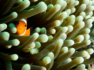 Ocean life of the philippines
