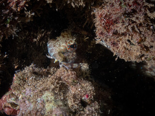 Ocean life of the philippines