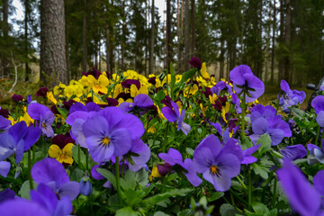Closeup of colorful pansy flower, The garden pansy is a type of large-flowered hybrid plant cultivated as a garden flower. This image was blurred or selective focus.