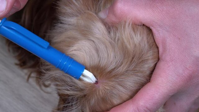Veterinarian doctor removing a tick from the dog - animal and pet veterinary care concept