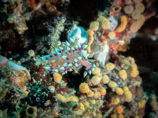 Ocean life of the philippines