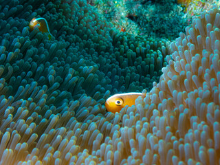 Ocean life of the philippines