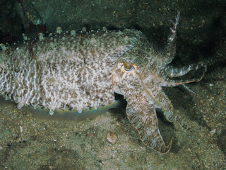Fototapeta premium Ocean life of the philippines