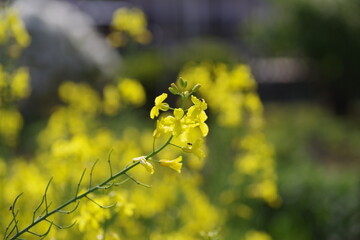 菜の花