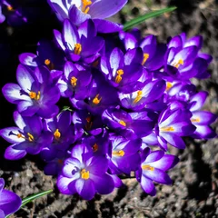 Stoff pro Meter Wiosna i kwiaty © Mariusz