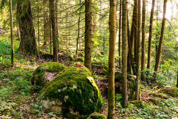 Boulders covered with green moss in a dense wild forest. Finnish nature on a summer sunny day