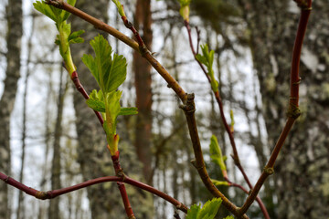 small tree branches in spring on neutral blur background. abstract with fresh green leaves. Spring macro photography