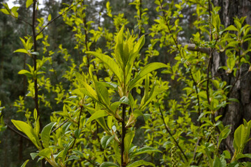 small tree branches in spring on neutral blur background. abstract with fresh green leaves. Spring macro photography
