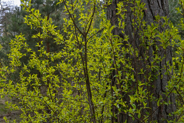 Fototapeta premium small tree branches in spring on neutral blur background. abstract with fresh green leaves. Spring macro photography