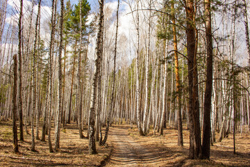 The road between the birches. A dirt road runs between pine and birch trees in a spring forest.