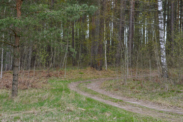 Sandy forest road for cars surrounded by forest with trees and green spring bud leaves in it.