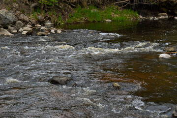 forest river with a fast flow of water and rapids above the rocks in it. Boulders and green grass on the shore.