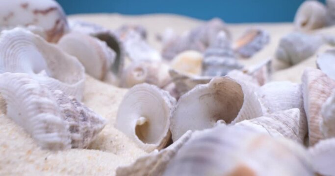 detailed extreme close-up, conch shells on white sand.