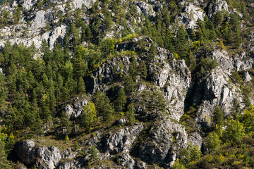 Mountain background. Cliff face with trees and grass