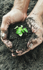 Farmers hands holding a plant Background