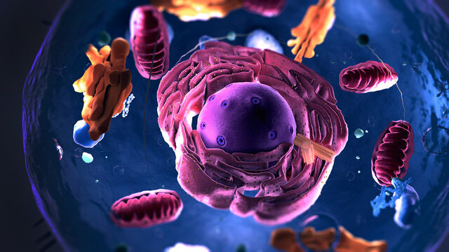 Subunits inside eukaryotic cell, nucleus and organelles and plasma membrane - 3d illustration