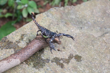 Skorpion - Heterometrus serratus - Sri Lanka