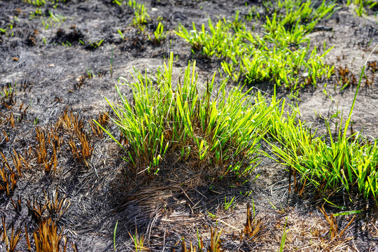 Close Up Of Grass Growing After A Forest Fire