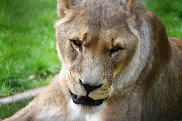 Lion close up