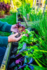 Planting young lettuce in the vegetable garden.