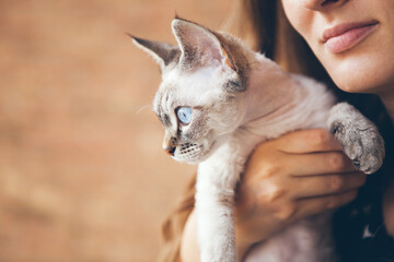 Close-up of a beautiful young woman holding cute kitten.Profile of a beautiful cat with blue eyes. Orange background, copy-space area for your promo text or advertisement