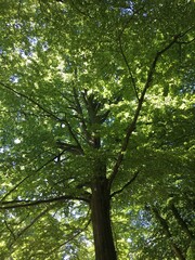Green Giant Tree in Denmark
