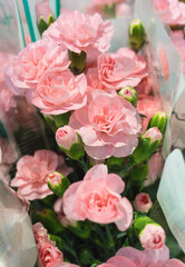 Pink carnation flowers. Close up to a beautiful bouquet of blooming pink pastel carnation