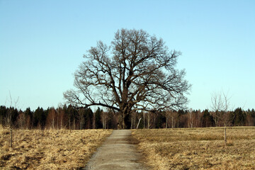 An oak tree that is two centuries old in the field. Spring. An old tree without leaves.