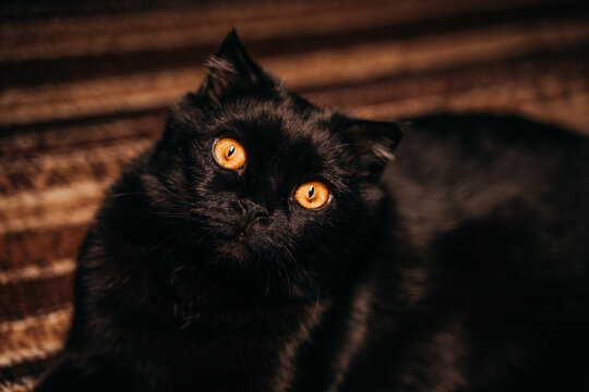 British black cat with big bright orange eyes looks amazingly at the owner
