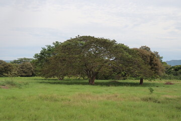 landscape with trees