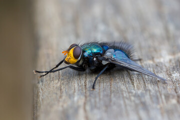 Close-up of a bristle fly (Chlorotachina sp) rubbing legs together. Murwillumbah, NSW, Australia.