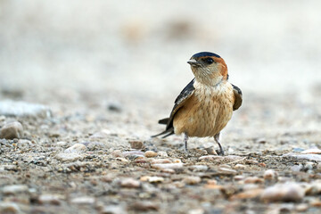 Cecropis daurica, Daurian swallow collecting mud to build its nest