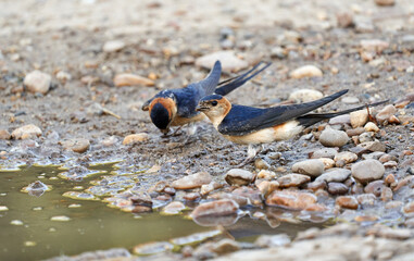Cecropis daurica, Daurian swallow collecting mud to build its nest