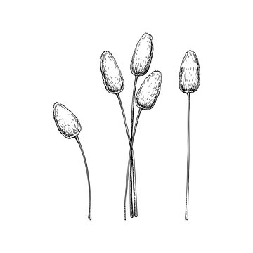 Set of hand drawn bunny tail grass isolated on white background. Vector illustration in sketch style