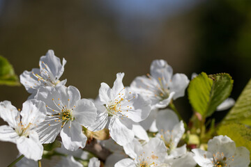 Fototapeta na wymiar Cherry Tree Blossoming in Sunny Spring Day. Nature is Pure Beauty