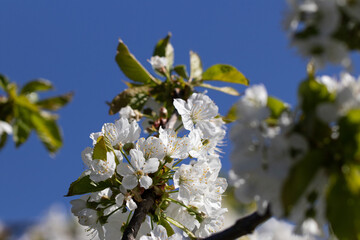 Cherry Tree Blossoming in Sunny Spring Day. Nature is Pure Beauty