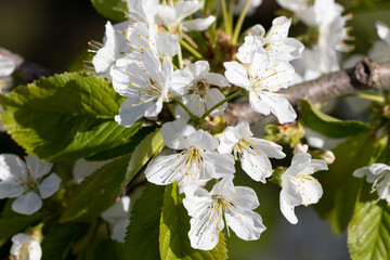 Cherry Tree Blossoming in Sunny Spring Day. Nature is Pure Beauty