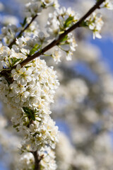 Plum Tree Blossoming in Sunny Spring Day. Nature is Pure Beauty. Abundant Nature