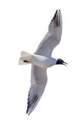 single black-head seagull view from below