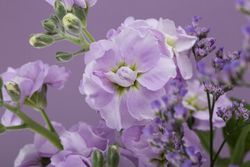 Obraz premium The beautiful stock flower with sealavender on purple background.